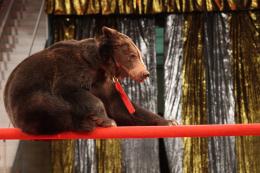 It is proposed to ban the use of wild animals in circuses