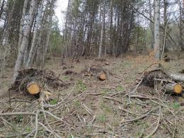Warning of illegal cutting of trees in “Dilijan” national park