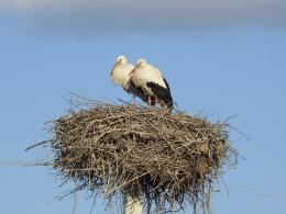 White Storks and Humans – resolution of the conflicts