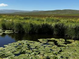 It is the flowering period of the yellow water lily (yellow throat) in Arpi Lake National Park