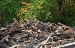 Residents of forest settlements will be provided with quantities defined by the law on dried firewood
