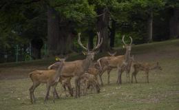 In the photo, residents of the "red deer" center of the Dilijan National Park