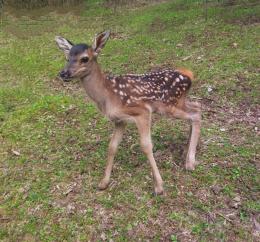 In recent days, the "Caucasian Red Deer Breeding Center" has been replenished with a fawn