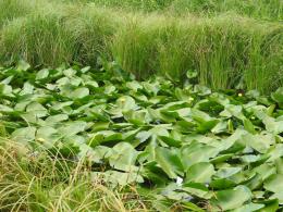 In the national park "Lake Arpi" begins the flowering period of the yellow water lily