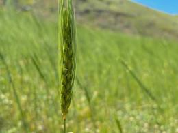 Աշխարհում գիտությանը հայտնի վայրի ցորենի չորս տեսակներից երեքն աճում է Հայաստանում
