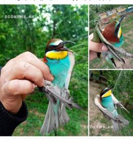 Econews.am environmental information platform warns of illegal actions against bee-eater species