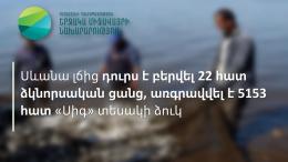 22 fishing nets were withdrawn from Lake Sevan, 5153 whitefish were confiscated