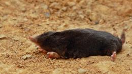 Information about the fall of a large number of moles on the territory of the Dilijan National Park