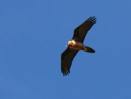 The results of 17 years were summed up and the ecological status of the bearded vulture in Armenia was assessed