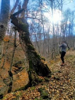 A short-term volunteer project "Volunteering for Nature" has been launched in Dilijan National Park