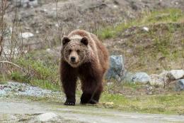 Brown bears in the spotlight of the Ministry of Environment