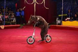The use of wild animals in circuses of Armenia will be prohibited